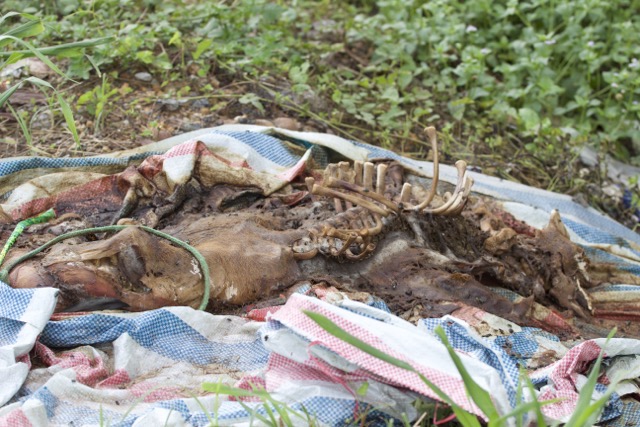 死んだ豚の死骸は袋に包まれて、ハノイのSuoi Hai村、Hieu Luc村への道端に投げ捨てられています。写真:Thuy Linh