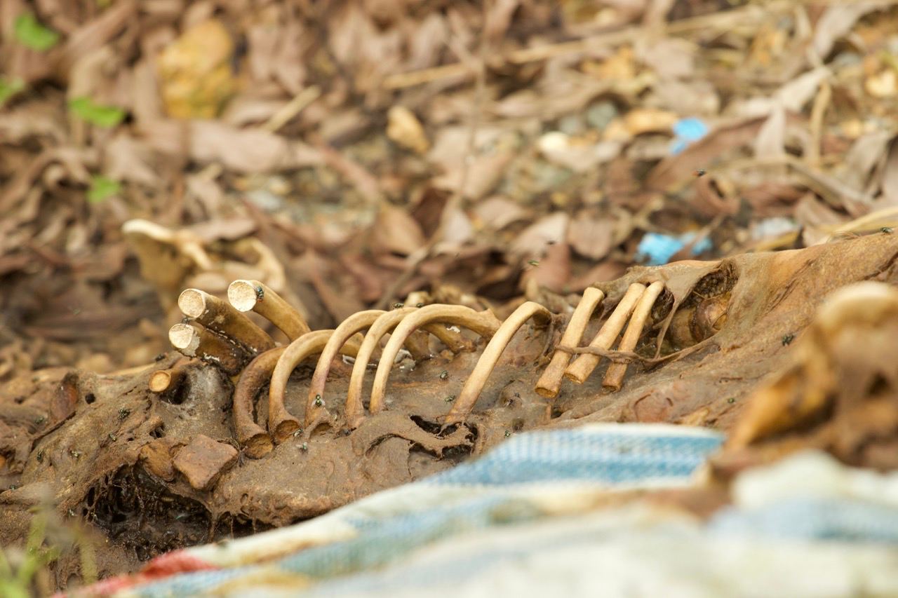 Many dead pigs are decomposing along both sides of the road to Hieu Luc (Suoi Hai commune), near the Xuan Son landfill. Photo: Giang Thuy Linh