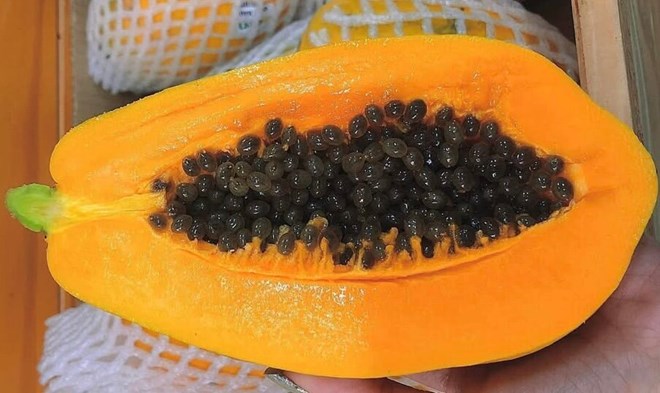 To choose delicious and naturally ripe papaya, apply some of the tips below. Photo: Kieu Vu