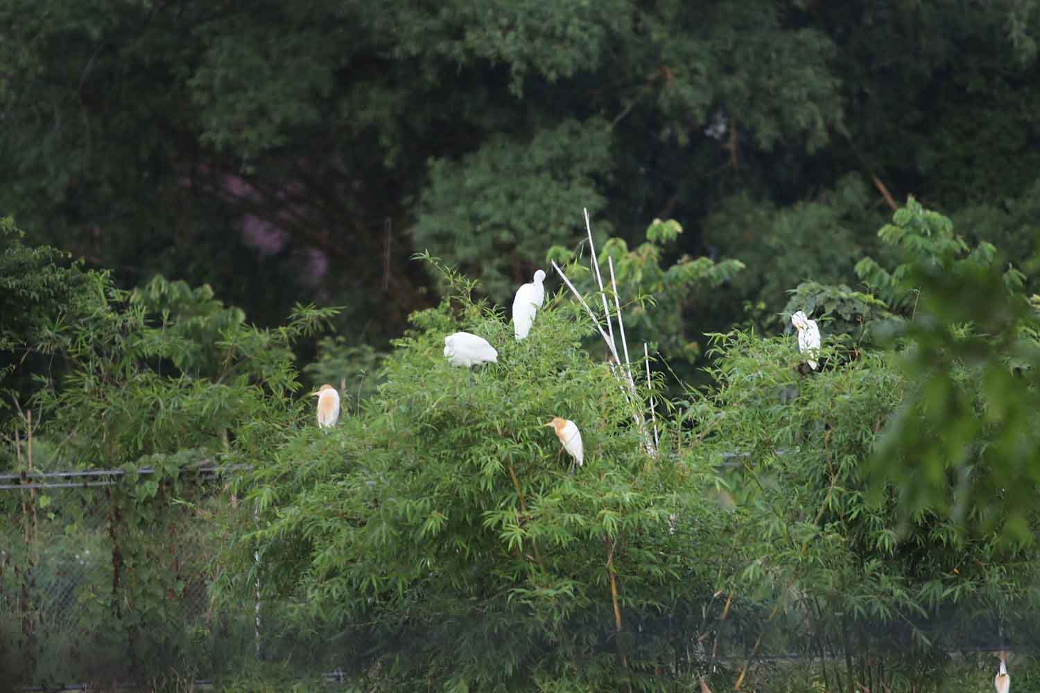 白いコウノトリは、イーストリバーの人工鳥の庭に住んでいます。写真：Tran Tuan.