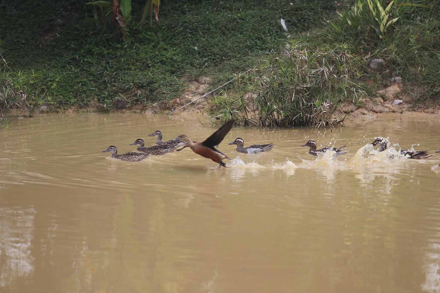 Da dang cac loai chim duoc nuoi duong de hinh thanh vuon chim nhan tao. Anh: Tran Tuan.
