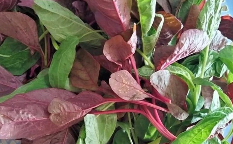 Amaranth contains a lot of iron, folate, vitamin A and soluble fiber that are good for the liver. Photo: Kieu Vu.