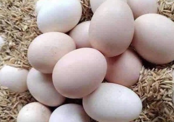 권장 사항에 따르면 신약한 사람은 의사의 상담을 받아 아침 식사로 계란 흰자를 사용하는 것을 고려해야 합니다. 사진: Kieu Vu