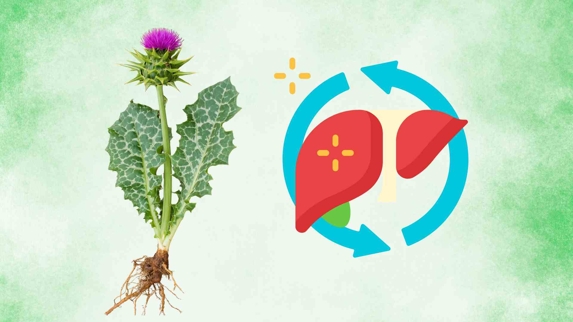 牛乳の根は、抗酸化作用があり、肝細胞を再生し、自然な解毒をサポートします。写真、イラスト:Hoang Loc