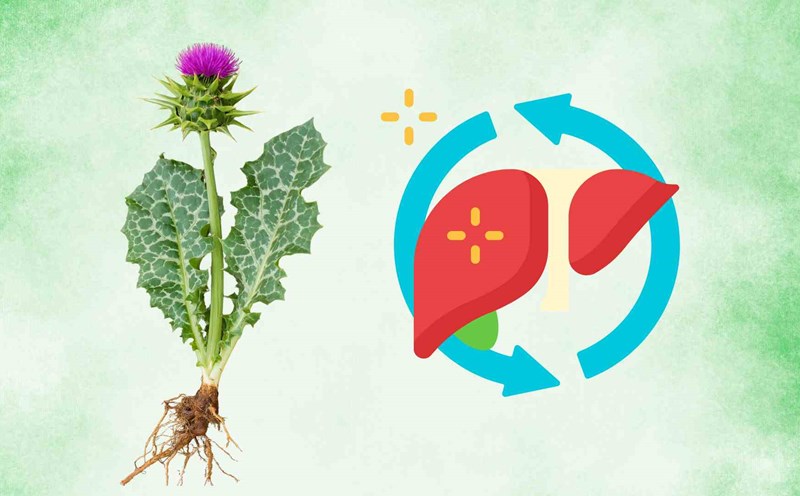 Milk fat root has antioxidant effects, regenerates liver cells and supports natural detoxification. Graphic photo: Hoang Loc