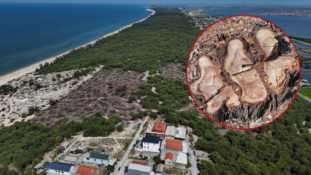 ハノイの沿岸保護林が暴風雨の前に伐採されたため、住民は柵を失うことを心配しています。写真:Nguyen Luan