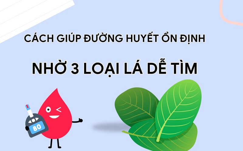 Guava leaves help reduce blood sugar absorption, increase insulin sensitivity. Graphic photo: Nguyen Ly