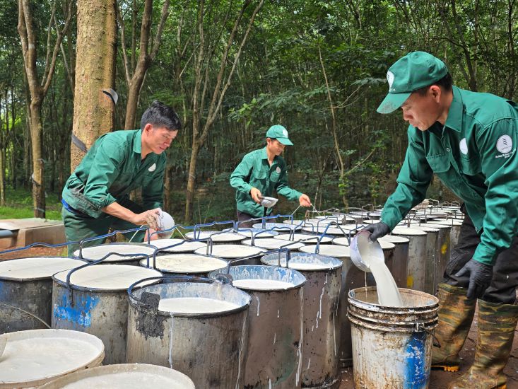Caosu Ba Ria株式会社のタイ族、H'Mong族の労働者たちは、トラックに積み込んでもらう準備をしています.