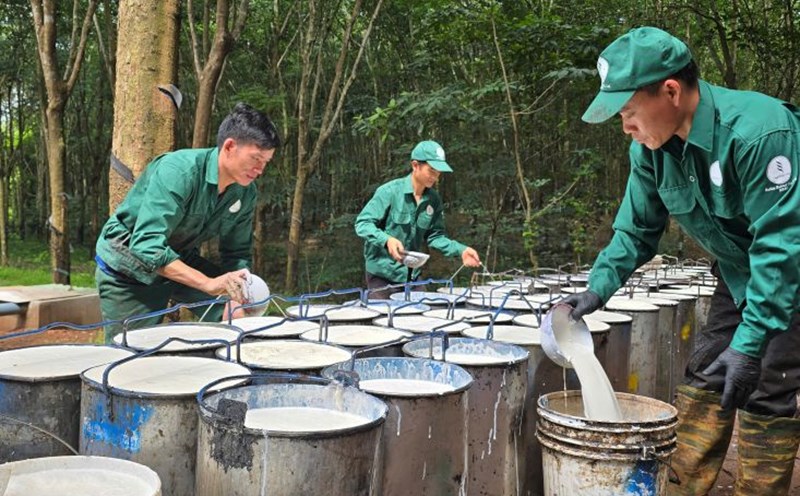 The Thai and H'Mong ethnic workers of Ba Ria Rubber Joint Stock Company are preparing to deliver latex to the vehicles for transportation.
