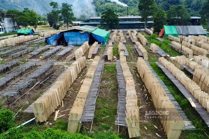 Ván gỗ bóc thương phẩm phơi kín sân nhà máy. Ảnh: Đặng Vũ.