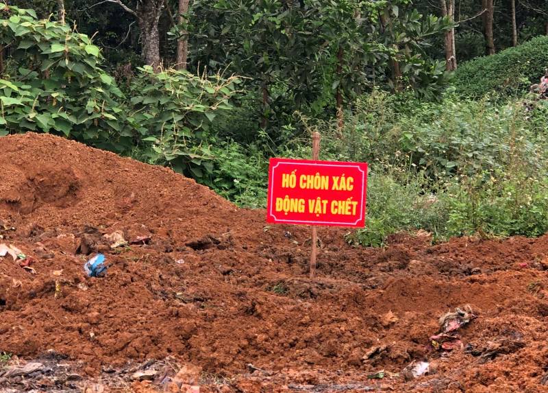 Thu gom, xử lý và chôn các xác động vật chết. Ảnh: Minh Hoàng