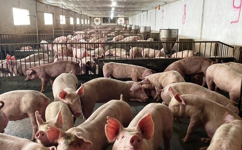 ワクチン接種は、アフリカの豚疫病を最も効果的に引き起こす方法です。写真:ミー・リー.