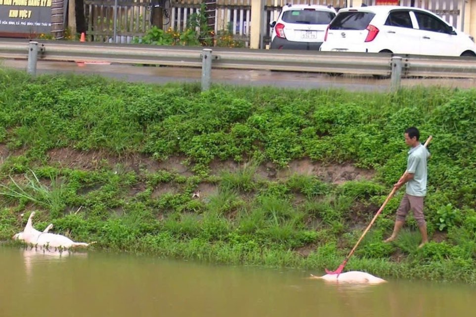 타이응우옌에서 아프리카돼지열병 확산 위험. 사진: Quang Huy