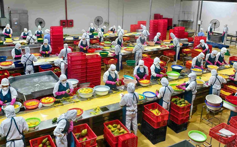 In the period of 2025 - 2030, Son La province strives for 100% of communes and wards with workers to participate in labor export. Photo: Nguyen Truong