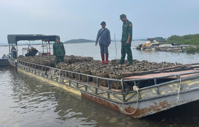 Bắt giữ đối tượng vận chuyển trái phép 4 tấn hàu từ Trung Quốc về Việt Nam