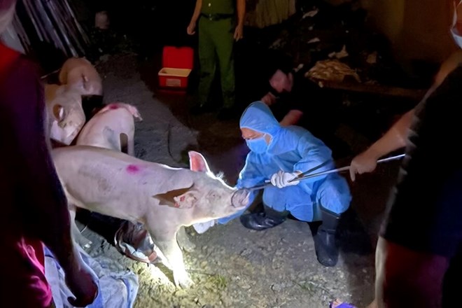 푸토성 푸케현 공안은 최근 아프리카돼지열병에 감염된 돼지 거래자를 발견하여 처리했습니다. 사진: 공안 제공.