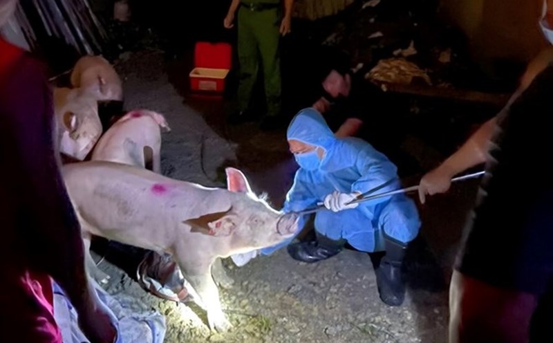 Phu Khe Commune Police, Phu Tho Province, recently discovered and handled a pig trafficker infected with African swine fever. Photo: Provided by the police.