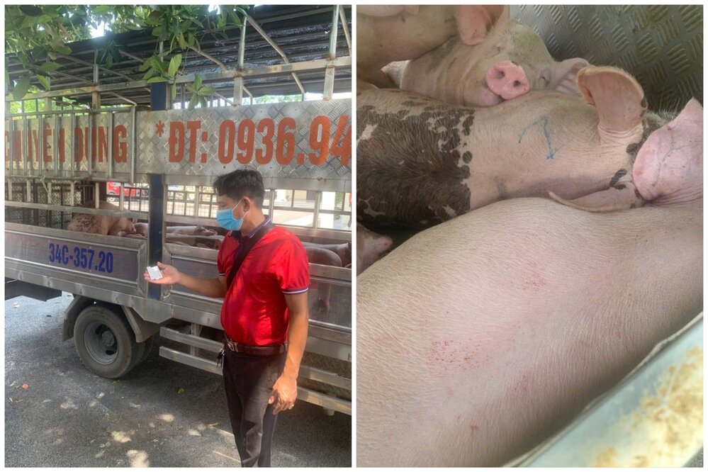 Cong an xa Tam Duong Bac (thuoc tinh Vinh Phuc cu) phat hien mot xe tai van chuyen lon nhiem dich ta lon Chau Phi dang tren duong di tieu thu. Anh: Cong an cung cap.