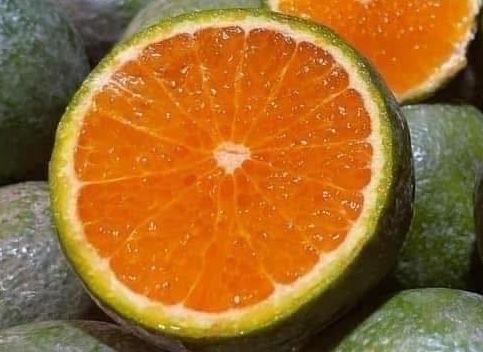 Using oranges properly can help reduce kidney stones. Photo: Kieu Vu