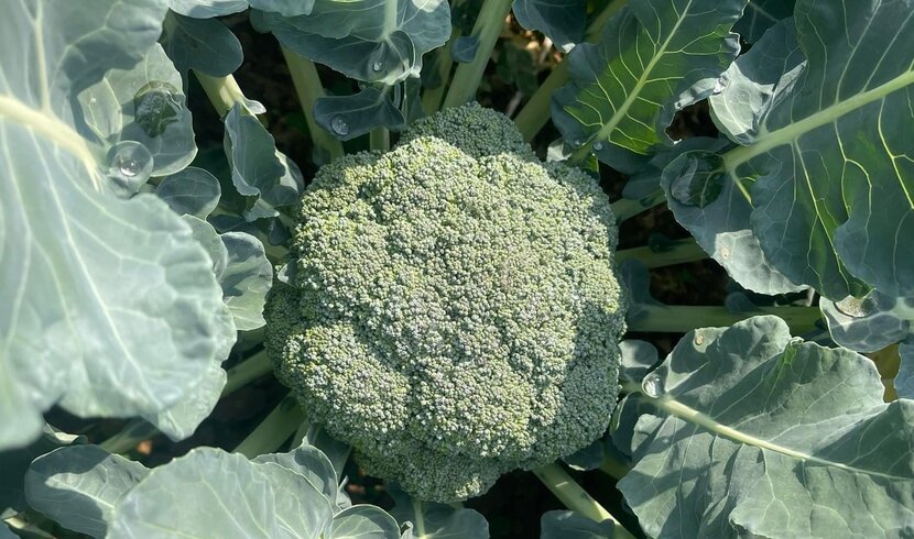 A diet rich in green vegetables, especially green vegetables rich in vitamin C such as broccoli, will help the body synthesize collagen and beautify the skin. Photo: Kieu Vu