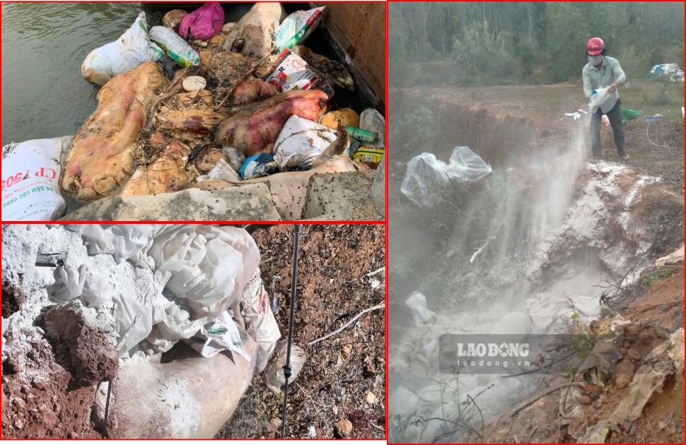 Gia Lai省は、約500体の死んだ豚の死骸を収集、処理し、運河の下に散乱させています。写真:Hoai Phuong