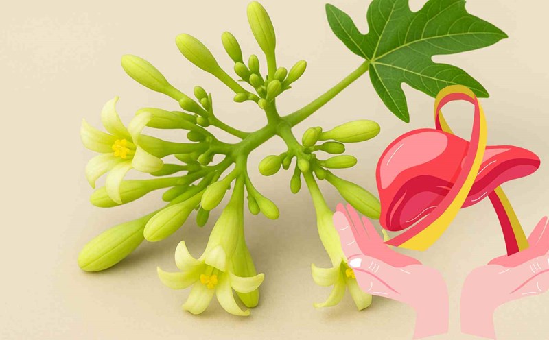 Male papaya flowers are good for people with liver disease. Graphic photo: Hoang Loc
