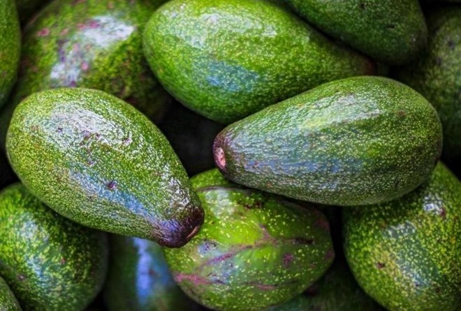 Avocado is rich in monounsaturated fats that help improve liver function. Photo: Nghia Thanh.