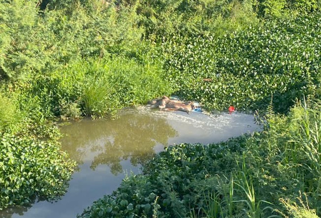 アフリカの疫病で死んだ豚の遺体が住民によって無差別に投げ捨てられた。写真:Pham Chung