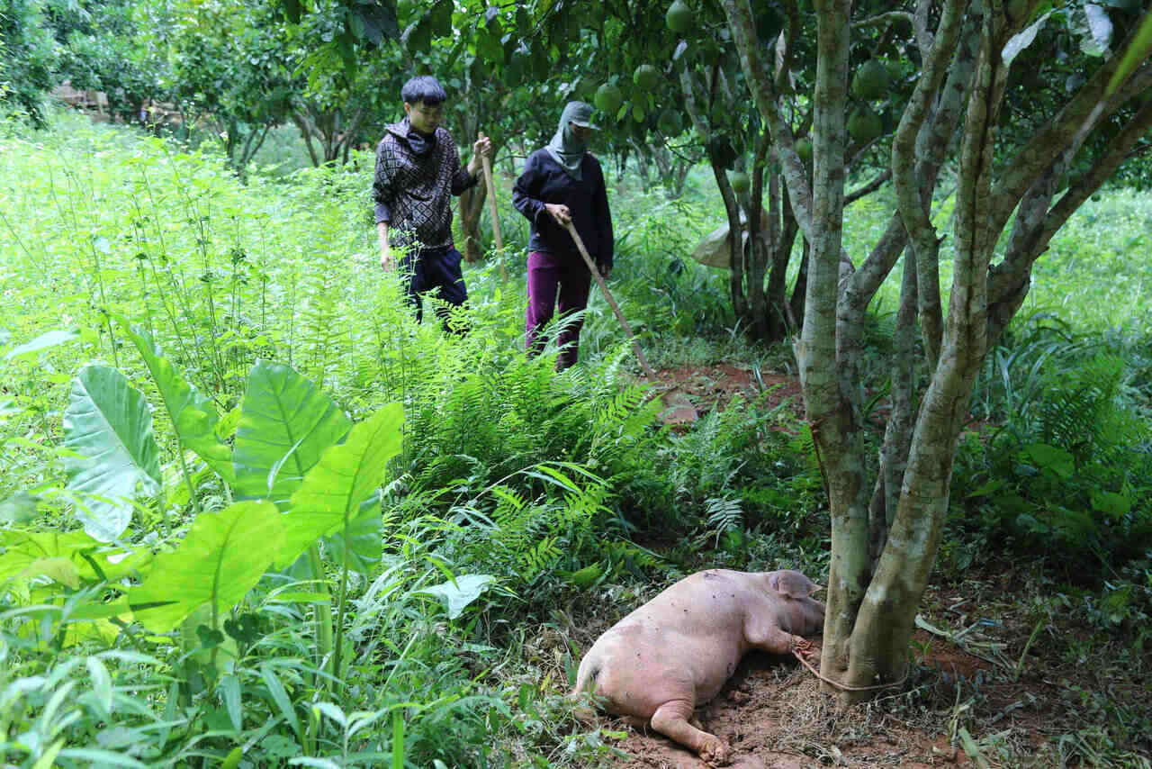 A pig was sick and exhausted and lay on the mat. Photo: Binh Khang