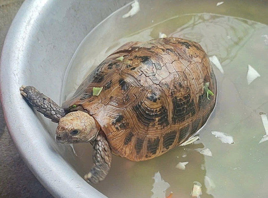 希少なクマの個体は、自然に戻る前に世話をされます。写真:Gia Lai林業