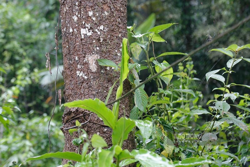 aa