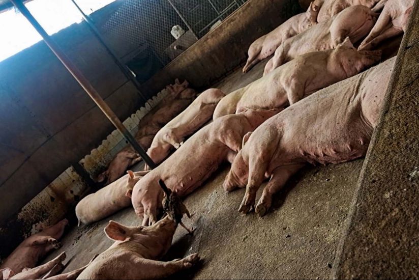 病気に感染した疑いのある豚は、息苦しく横たわっており、体には箸の先端ほどの大きな赤い斑点が多数現れており、エムさんの家の手術場で肉を切るのを待っています。写真:PVグループ