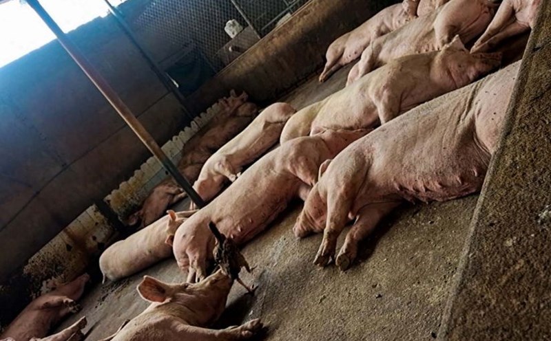 The pig suspected of being infected was lying on its trunk, with many red spots as big as a chopstick on its body, waiting to be chopped off in Mr. Em's slaughterhouse. Photo: PV Group