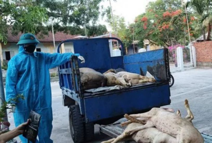 ダナン県クアンフー区の多くの地域でアフリカ豚の流行が発生しています。写真:Truong An