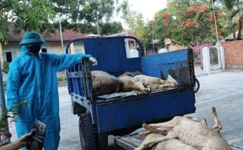 African swine fever appeared in many places in Quang Phu ward, Da Nang. Photo: Truong An