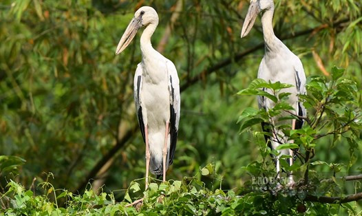 Vẻ đẹp hoang dã ở vườn chim Thung Nham. Ảnh: Lương Hà
