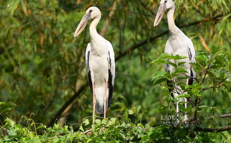 The wild beauty of Thung Nham bird garden. Photo: Luong Ha