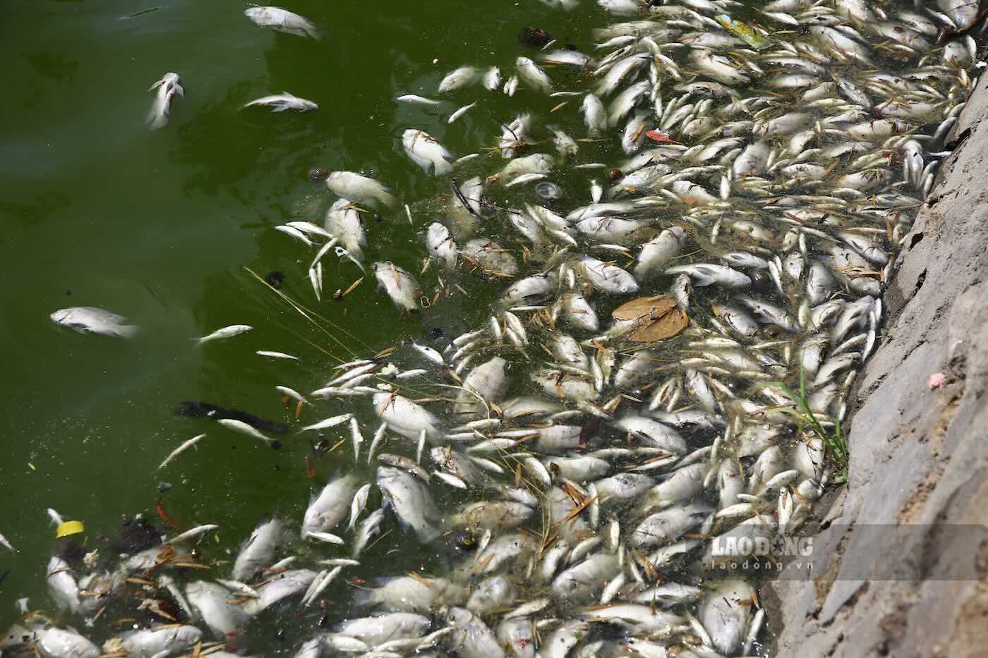 Nam Ly湖で魚が大量死。写真:Cong Sang
