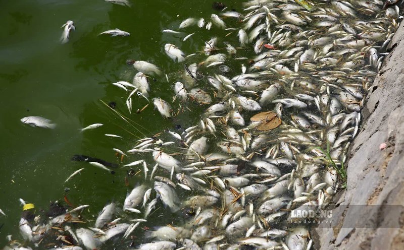 Mass fish deaths in Nam Ly Lake. Photo: Cong Sang