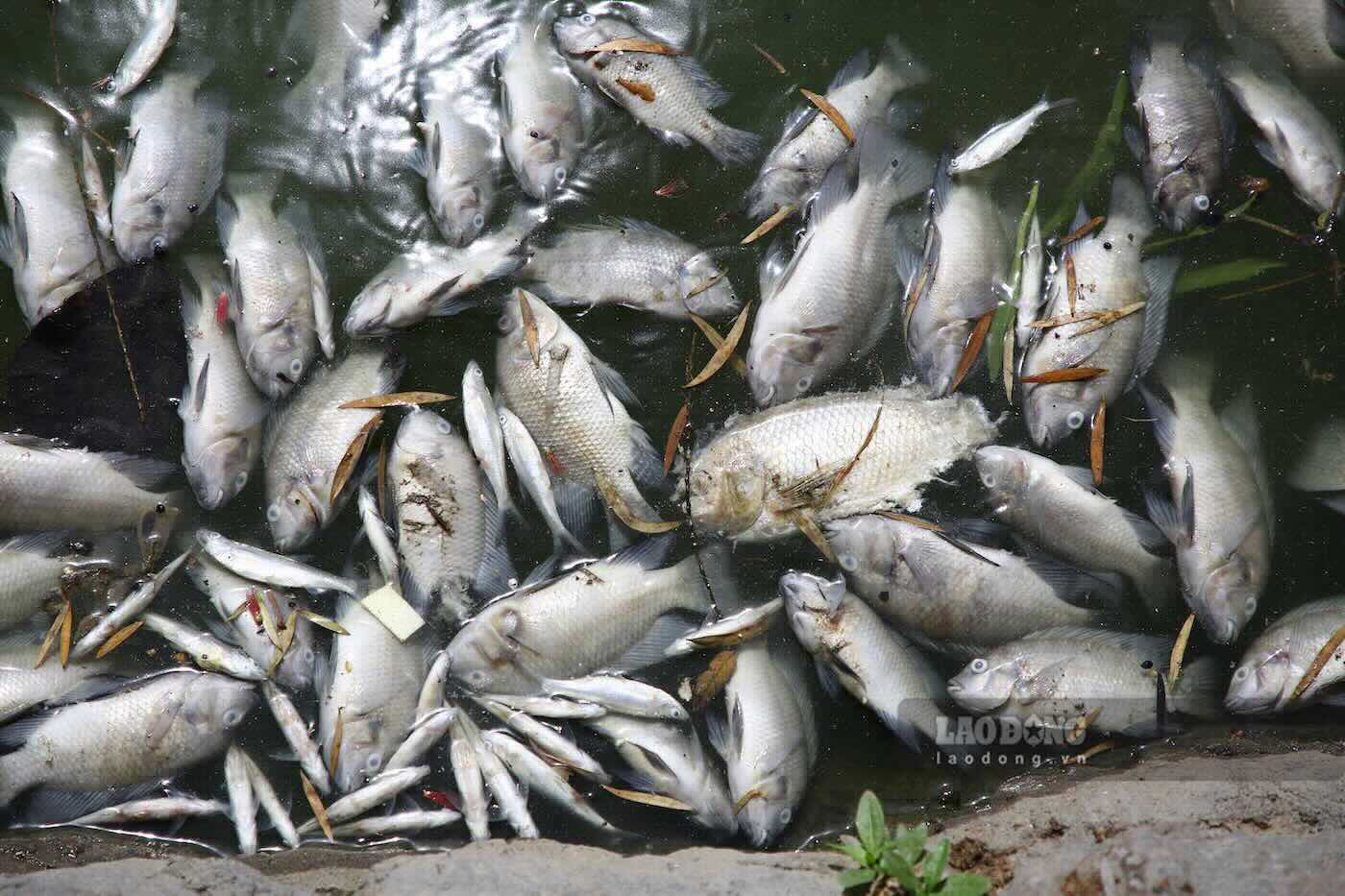 The fish died en masse in Nam Ly Lake, giving off a strong stench. Photo: Cong Sang