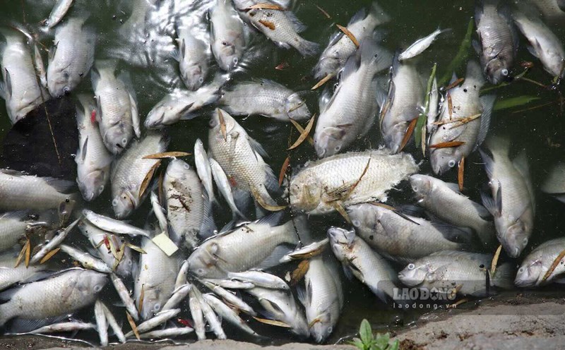 The fish died en masse in Nam Ly Lake, giving off a strong stench. Photo: Cong Sang