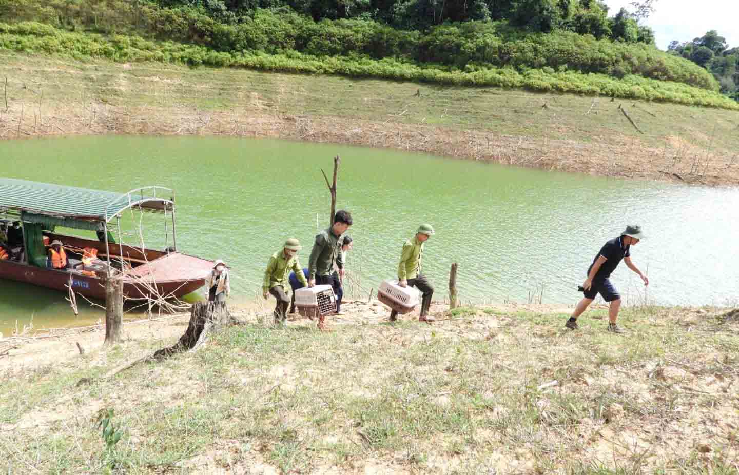 Tien hanh tha 54 ca the cay voi moc ve rung tu nhien o VQQG Vu Quang. Anh: Quang Tuan.