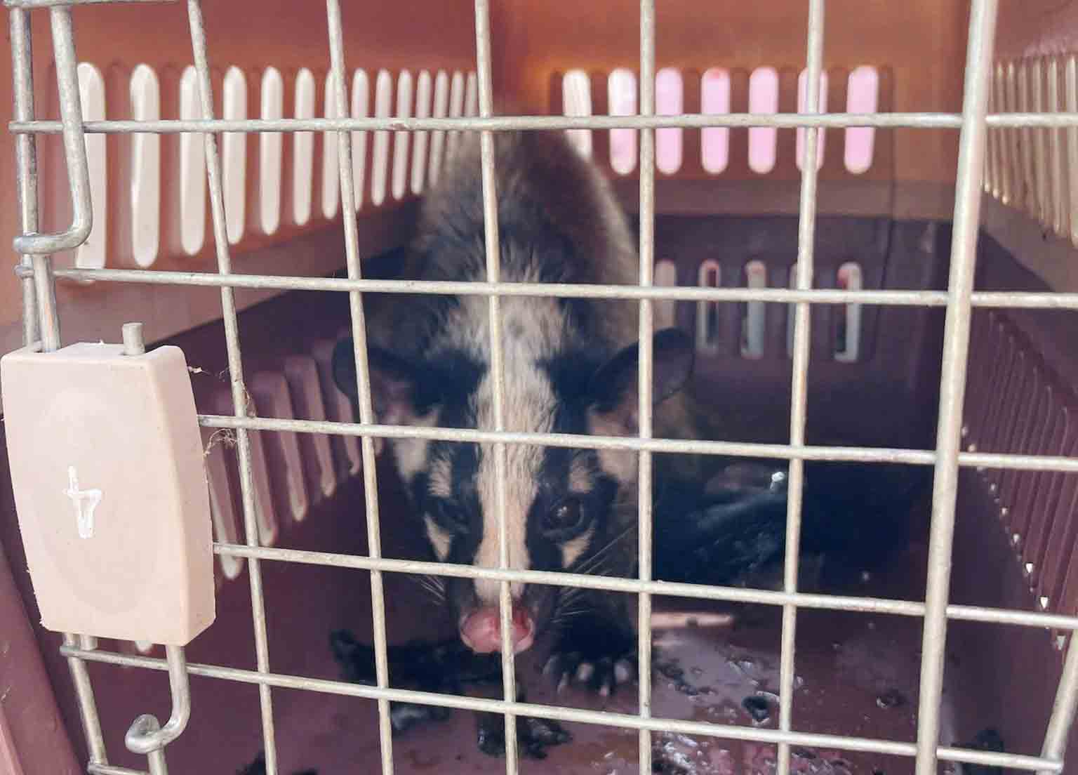 The type of rattan and rattan is released into Vu Quang National Park. Photo: Quang Tuan