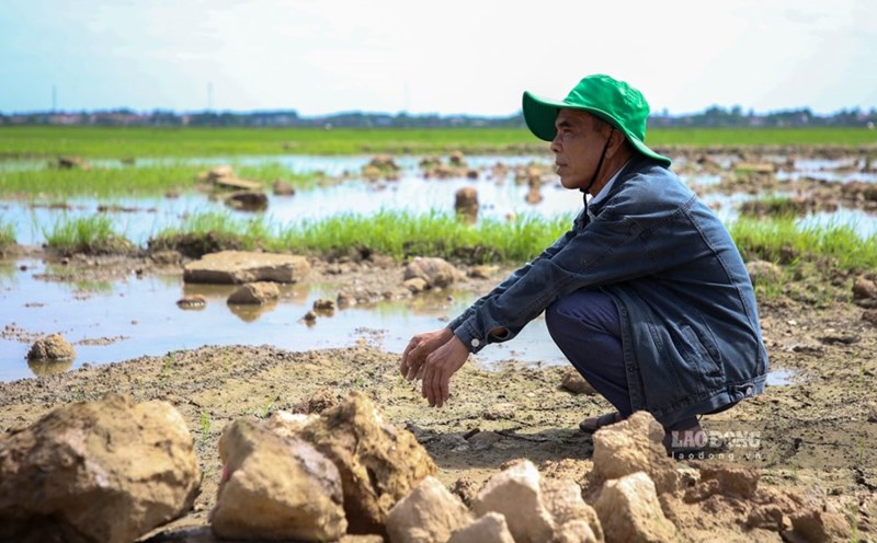 This summer-autumn crop, Mr. Phan Van Quang's family had to abandon the field because they could not overcome the consequences after the dike broke and the foundations were still lying around the field. Photo: Hung Tho