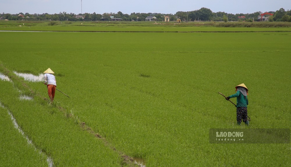 Nguoi dan dam lai ruong lua vua gieo lan thu 2 trong vu he thu nam nay. Anh: Hung Tho