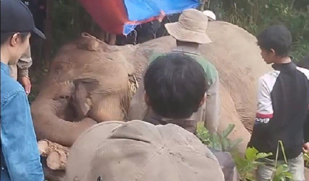 Dak Lak省Dak Lieng村の森林で遺体が発見されました。写真:Dak Lak象保護センター