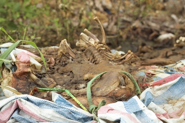 PVが記録した写真は、多くの死んだ豚の死骸が道路に投げ捨てられ、腐敗し、強烈な悪臭を放っている様子です。写真:Thuy Linh