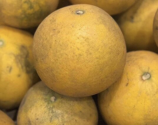 Drinking grapefruit juice in the morning is considered one of the ways to support liver protection. Photo: Kieu Vu