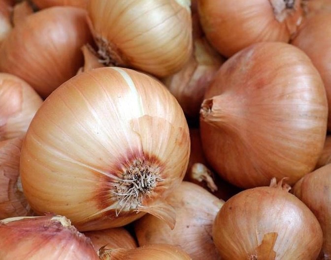 玉ねぎは、正しく食べると腎不全に良い食品の1つです。写真:キエウ・ヴー