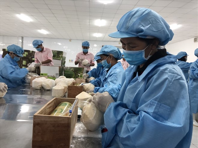 生鮮果物を輸出する企業。写真:Ky Quan